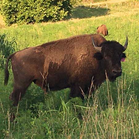 Breeding Bull