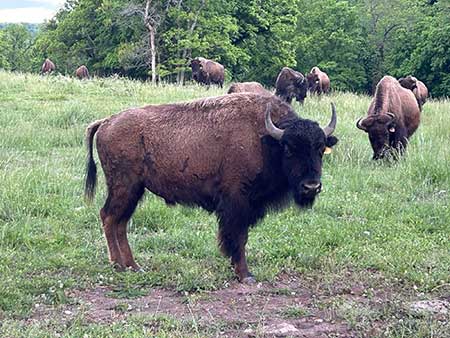 Yellowstone Bull